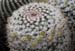 Mammillaria Nejapensis 4 3x3