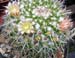 Mammillaria Nejapensis 5 3x3