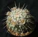 Mammillaria Nejapensis 6 3x3