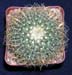 Mammillaria Pringlei 1 3x3