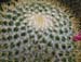 Mammillaria Pringlei 2 3x3