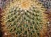 Mammillaria Pringlei 3 3x3
