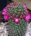 Mammillaria Spinosissima 2 3x3