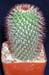 Mammillaria Spinosissima 3 3x3