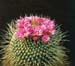 Mammillaria Spinosissima 4 3x3