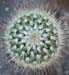 Mammillaria Spinosissima 5 3x3