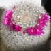 Mammillaria Spinosissima 6 3x3