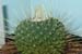 Mammillaria Spinosissima un pico 1 3x3