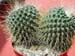 Mammillaria Spinosissima un pico 2 3x3