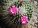 Mammillaria Spinosissima un pico 3 3x3