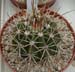 Melocactus Bahiensis 1 3x3