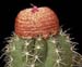 Melocactus Bahiensis 2 3x3