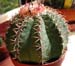 Melocactus Matanzanus 1 3x3
