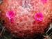 Melocactus Matanzanus 2 3x3