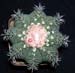 Melocactus Matanzanus 3 3x3