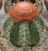 Melocactus Matanzanus 5 3x3
