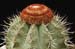 Melocactus Maxonii 1 3x3