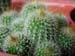 Notocactus Leninghaussii 1 3x3