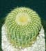 Notocactus Leninghaussii 2 3x3