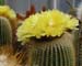 Notocactus Leninghaussii 4 3x3
