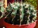Notocactus Submammulosus 1 3x3