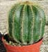 Notocactus Warasii 1 3x3