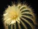 Notocactus Warasii 2 3x3