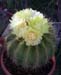 Notocactus Warasii 3 3x3