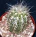 Oreocereus Celsianus 1 3x3
