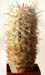 Oreocereus Celsianus 2 3x3