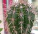 Pachycereus Pringley 1 3x3