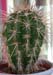 Pachycereus Pringley 2 3x3