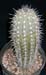 Pachycereus Pringley 3 3x3