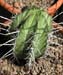 Pachycereus Pringley 4 3x3