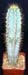 Pilosocereus Azureus 1 3x3