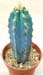 Pilosocereus Azureus 2 3x3