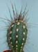 Stetsonia Coryne 1 3x3