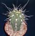 Stetsonia Coryne 3 3x3