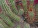 Trichocereus Pasacana 1 3x3
