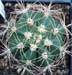 Trichocereus Pasacana 2 3x3