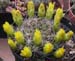 Weingartia Neocumingii 1 3x3