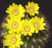 Weingartia Neocumingii 2 3x3