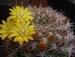 Weingartia Neocumingii 4 3x3