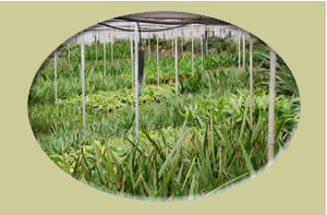 Planta Jove / Planta Joven / Jeune Plante